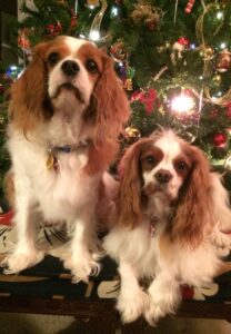 two rescued cavaliers