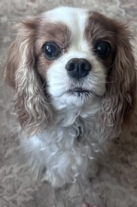 rescued cavalier