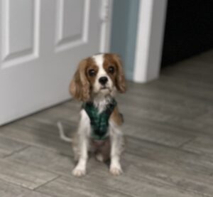 rescued cavalier