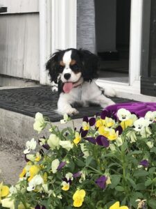 rescued cavalier