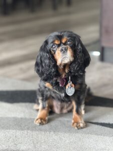 rescued cavalier