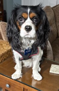 rescued cavalier