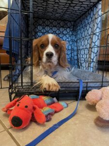 rescued cavalier