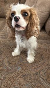 rescued cavalier