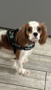 rescued cavalier